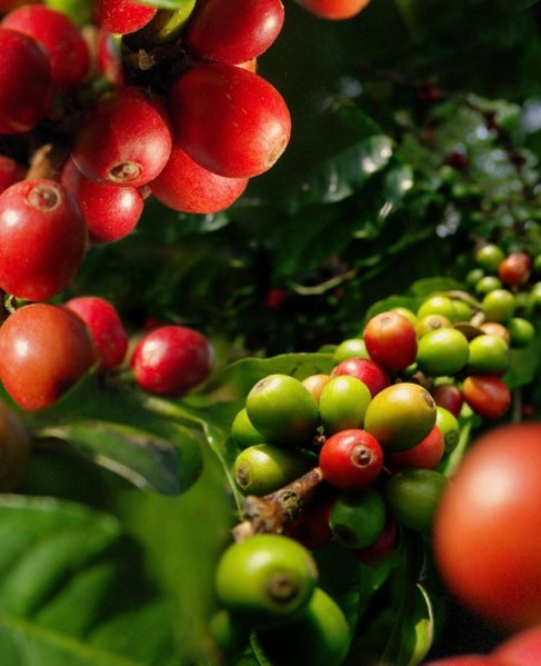 CAFFE EL MUNDO GOLD ESPRESSOBOHNEN